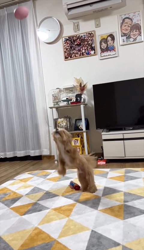 飛ぼうとするワンコ