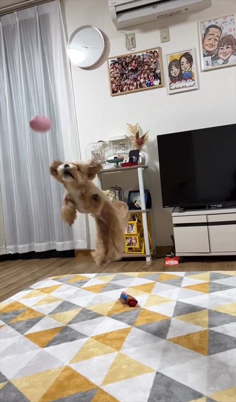 ボールの目の前でジャンプするワンコ