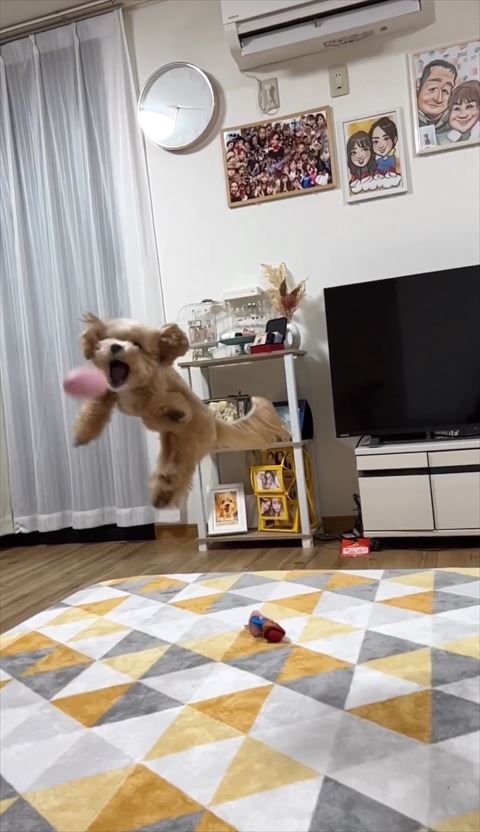 ボールをくわえようとするワンコ