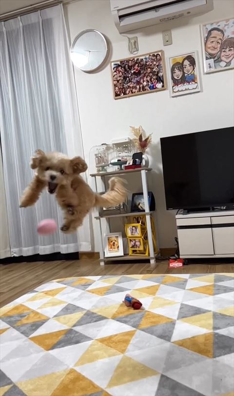 口をあけてジャンプするワンコと下に下がっていくボール