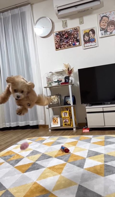 ボールより上にジャンプするワンコ