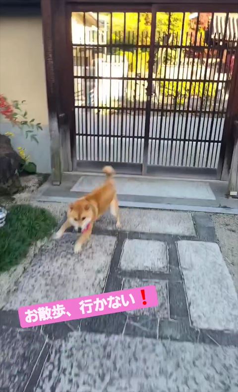 門の前で走り出すワンコ