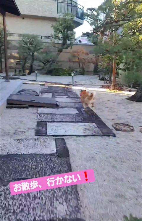 石の上走ってるワンコ