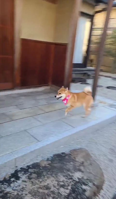 玄関前走るワンコ