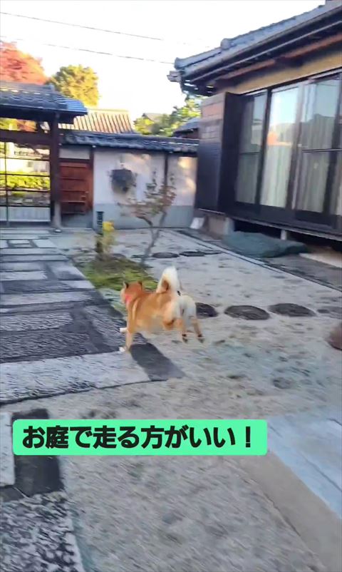 お庭で走る方がいいテロップ