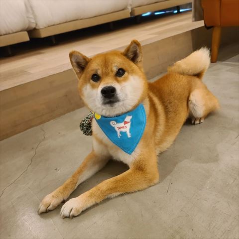 青いバンダナワンコ