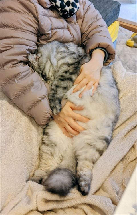 飼い主さんに顔をうずめる猫ちゃん