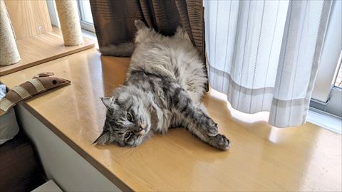 窓際で寝そべる猫