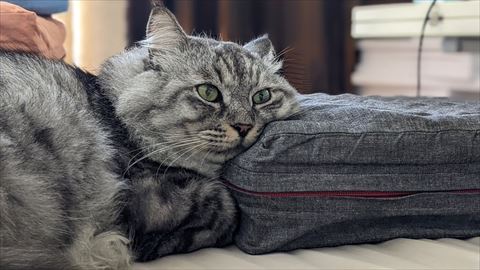 クッションに顔のせてる猫