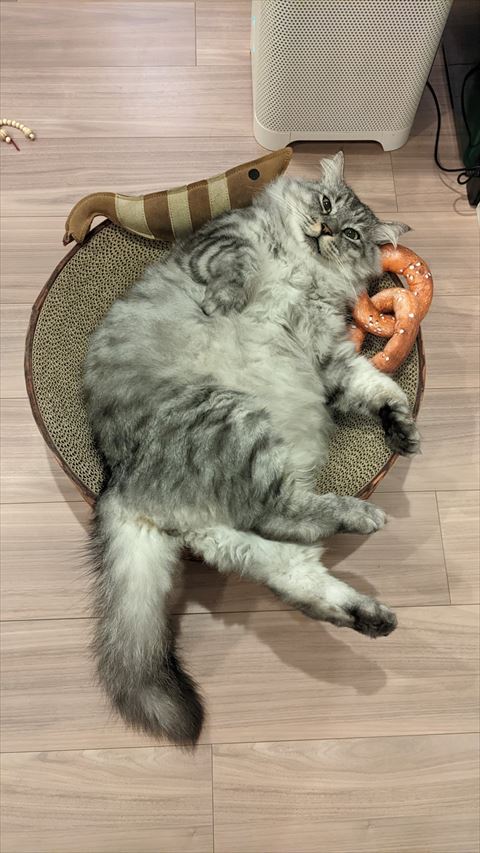 ヘソ天でほほえんでる猫