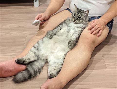 飼い主の足の間でまっすぐな猫