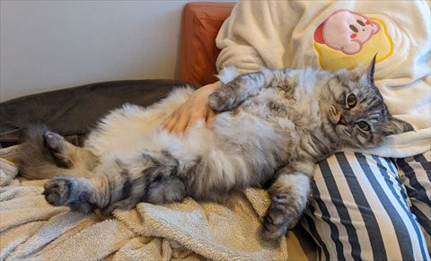 飼い主のヒザの上に頭のせる猫