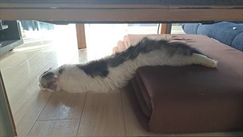 伸びてる猫横から