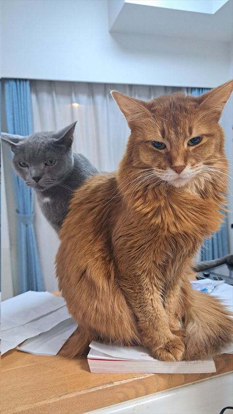 ロシアンブルーとソマリ