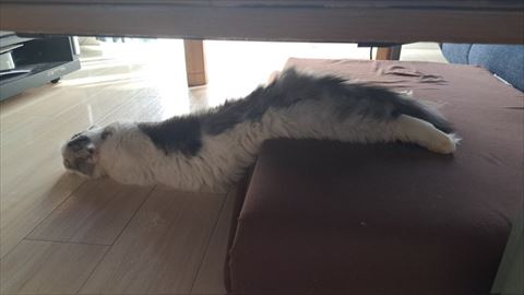 伸びてる猫斜め後ろから