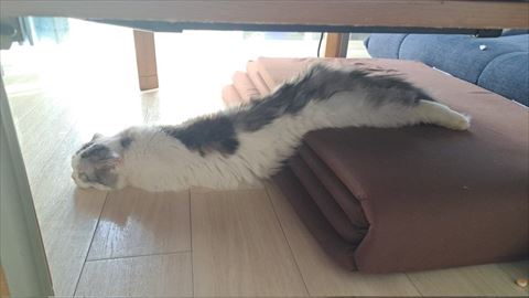 伸びてる猫斜め前から