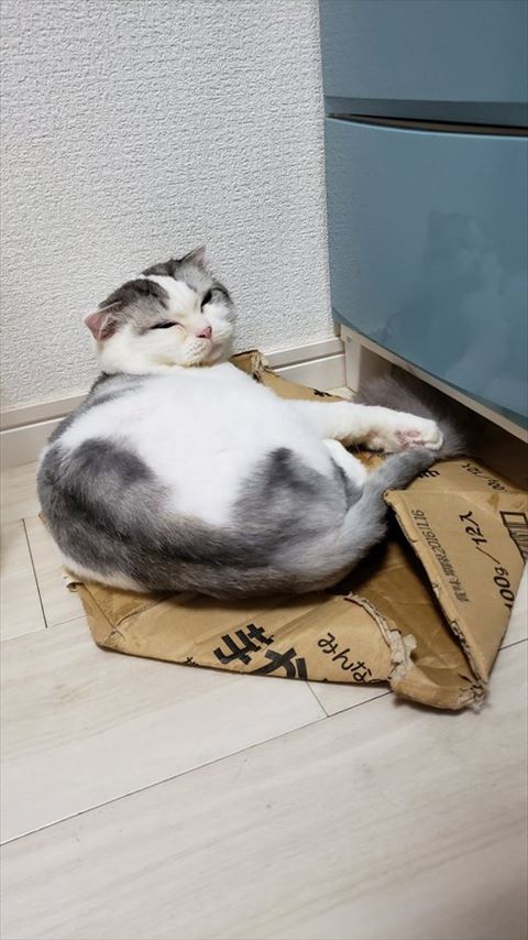ダンボールの上で寝る猫