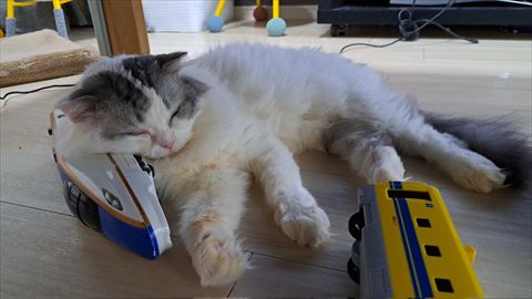 新幹線を枕にする猫