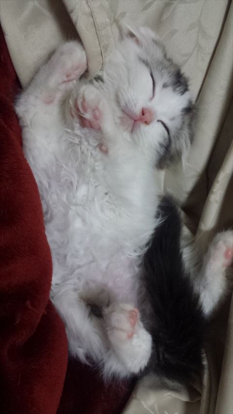 ぬいぐるみと猫