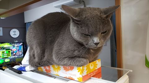 ティッシュの上に乗る猫ちゃん