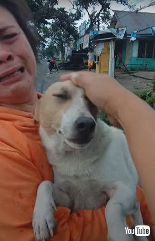 迷子犬