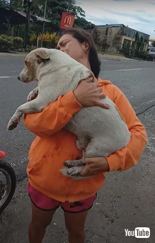迷子犬