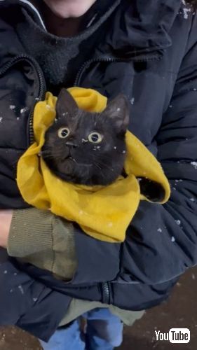 初めて雪を見て驚く猫