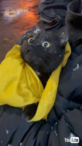 初めて雪を見て驚く猫