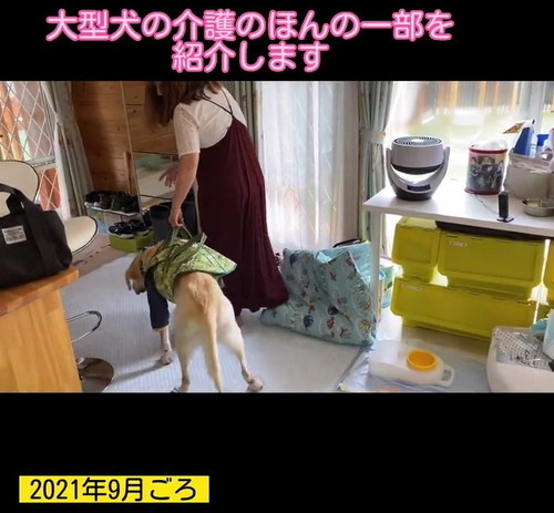 シニア大型犬