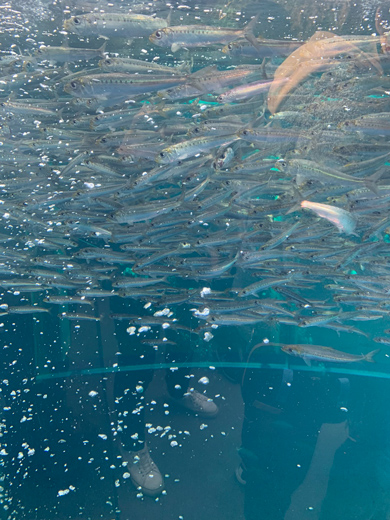 魚を近くで見たところ
