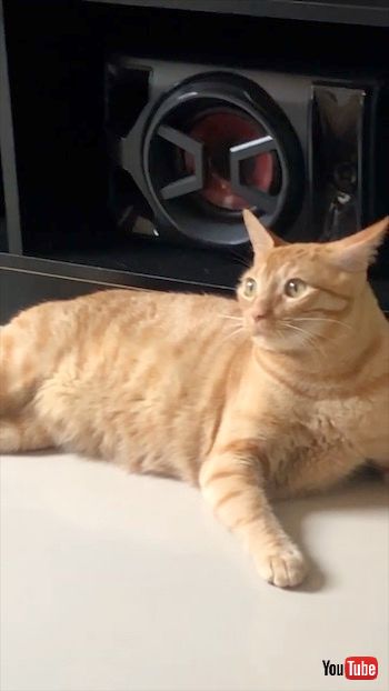 テープの音を聞く猫