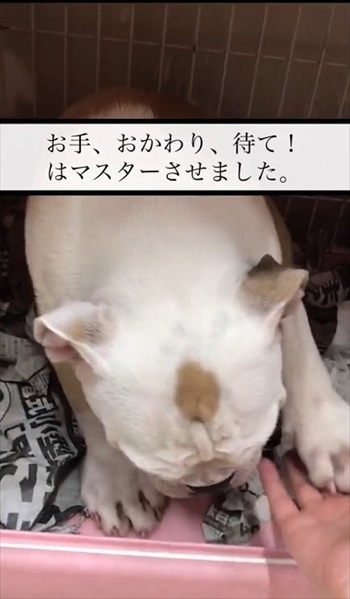 お手おかわりをマスターしたいぬ