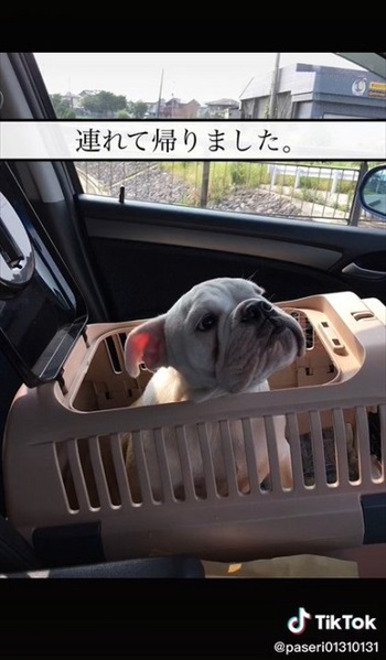 お迎えすることを決めた犬