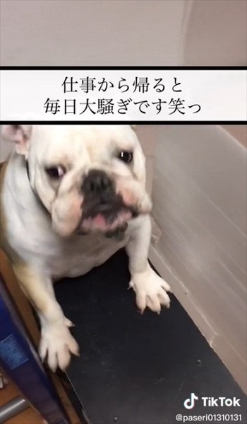 大騒ぎで出迎える犬