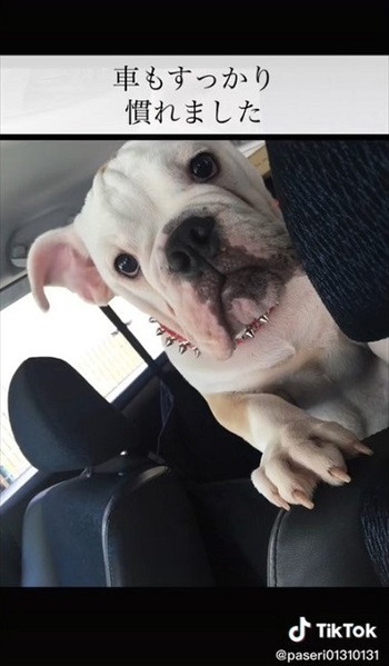 車になれたイングリッシュブルドッグ