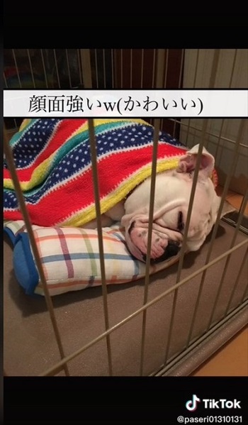 イングリッシュブルドッグのかわいい寝姿