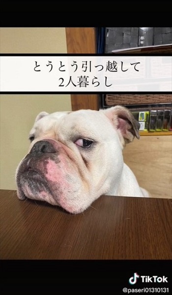 引っ越したイングリッシュブルドッグ