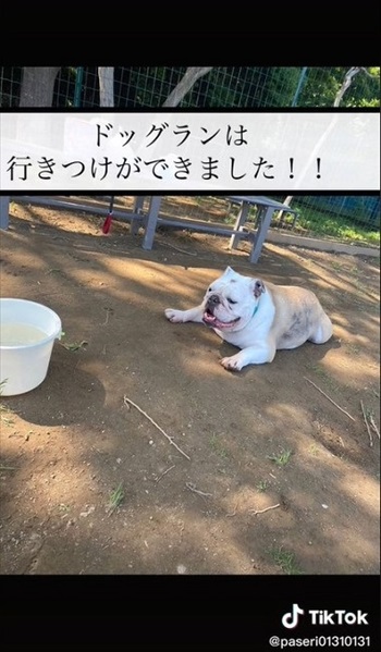 行きつけのドッグランとイングリッシュブルドッグ