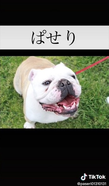 幸せそうなイングリッシュブルドッグ