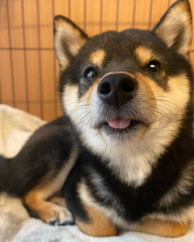 こたのすけくん