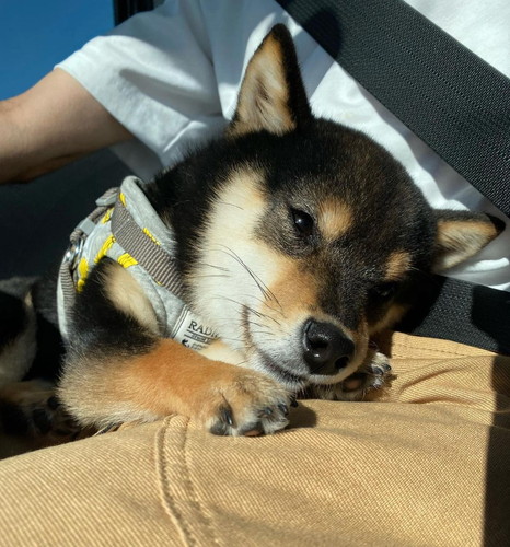 こたのすけくん