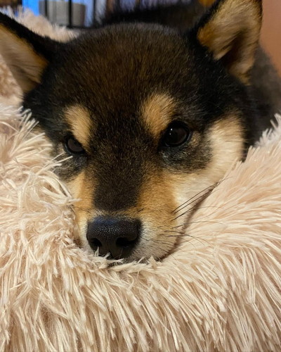 こたのすけくん