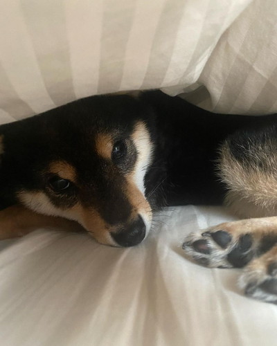 こたのすけくん