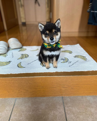 こたのすけくん