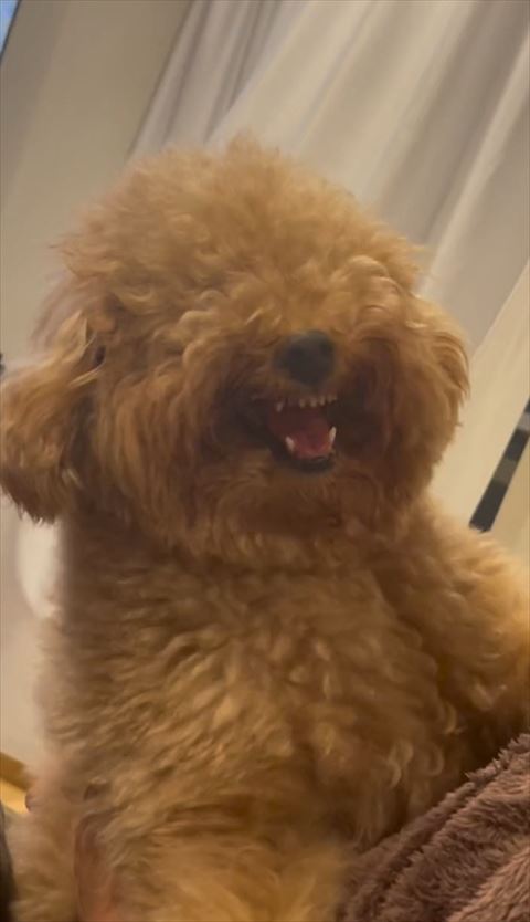 威嚇ワンコアップ