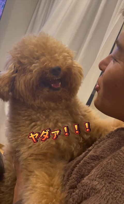 ヤダァテロップ