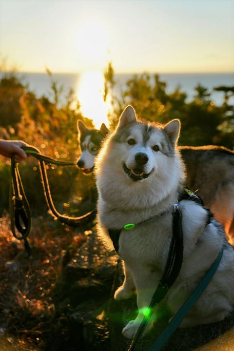 初日の出見るワンコ