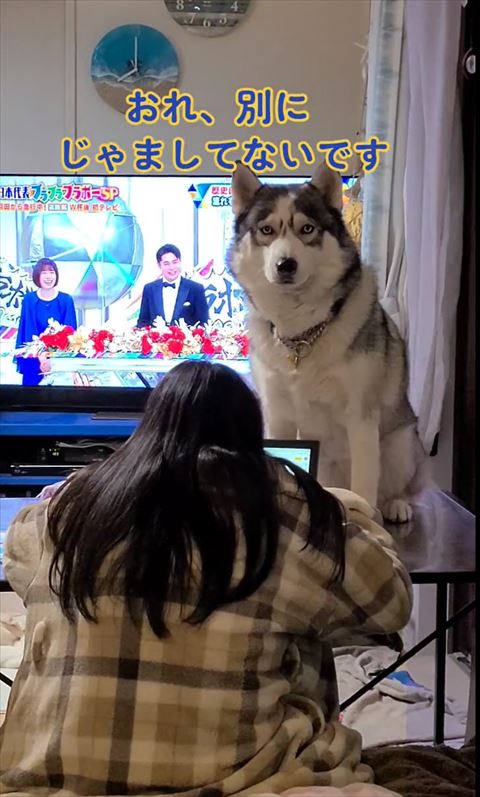 おれ別に邪魔してないですテロップ