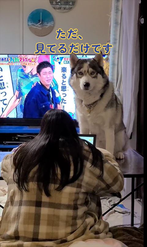 ただ見てるだけですテロップ