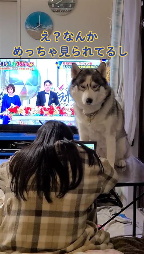 なんかめっちゃ見られてるしテロップ